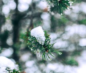 Preview wallpaper needles, branches, snow, snowy