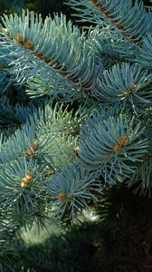 Preview wallpaper needles, branches, spruce, macro