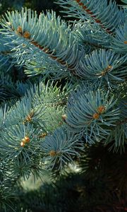 Preview wallpaper needles, branches, spruce, macro