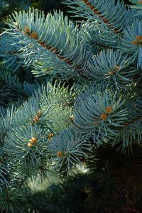 Preview wallpaper needles, branches, spruce, macro