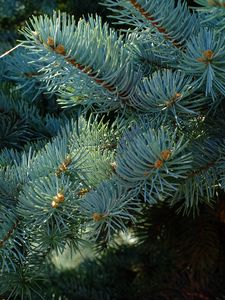 Preview wallpaper needles, branches, spruce, macro