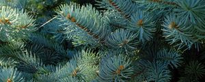 Preview wallpaper needles, branches, spruce, macro