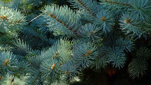 Preview wallpaper needles, branches, spruce, macro