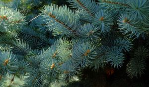 Preview wallpaper needles, branches, spruce, macro