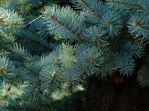 Preview wallpaper needles, branches, spruce, macro