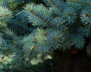 Preview wallpaper needles, branches, spruce, macro