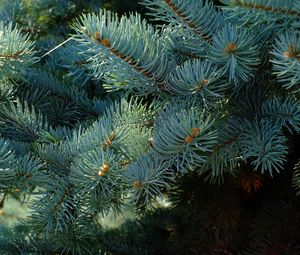 Preview wallpaper needles, branches, spruce, macro