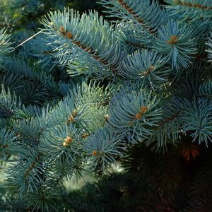 Preview wallpaper needles, branches, spruce, macro