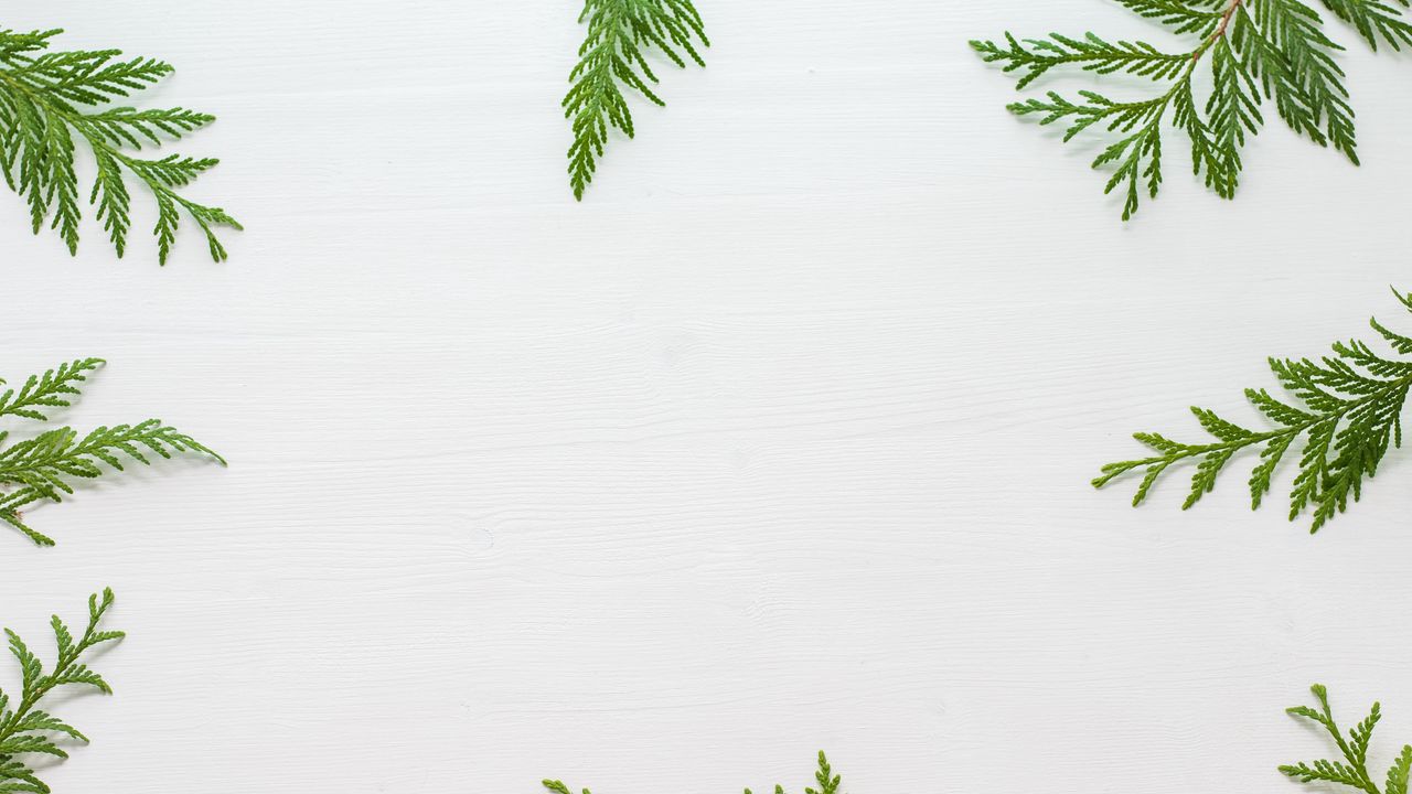 Wallpaper needles, branches, white background, minimalism