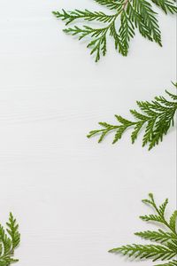 Preview wallpaper needles, branches, white background, minimalism