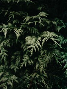 Preview wallpaper needles, bushes, branch, green
