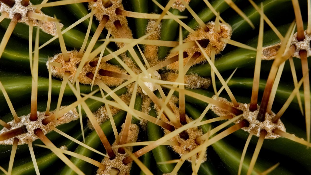 Wallpaper needles, cactus, macro