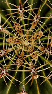 Preview wallpaper needles, cactus, macro