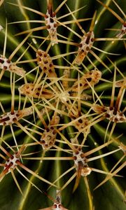 Preview wallpaper needles, cactus, macro