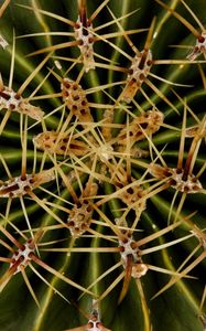 Preview wallpaper needles, cactus, macro