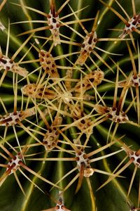 Preview wallpaper needles, cactus, macro