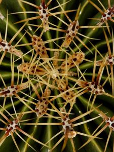 Preview wallpaper needles, cactus, macro