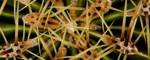 Preview wallpaper needles, cactus, macro