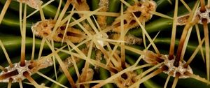 Preview wallpaper needles, cactus, macro
