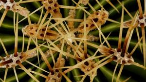 Preview wallpaper needles, cactus, macro