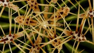 Preview wallpaper needles, cactus, macro