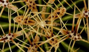 Preview wallpaper needles, cactus, macro
