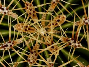 Preview wallpaper needles, cactus, macro