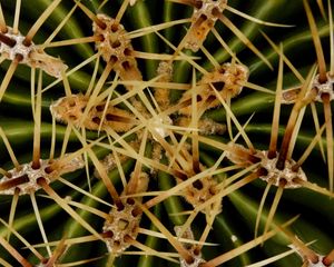 Preview wallpaper needles, cactus, macro