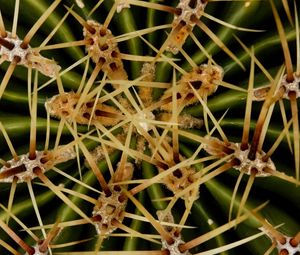 Preview wallpaper needles, cactus, macro
