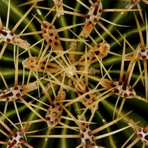 Preview wallpaper needles, cactus, macro