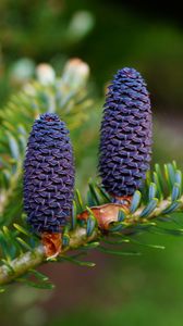 Preview wallpaper needles, cones, branch