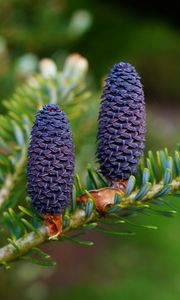 Preview wallpaper needles, cones, branch