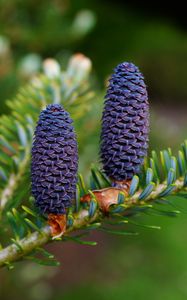 Preview wallpaper needles, cones, branch