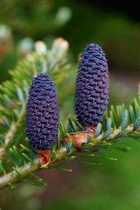 Preview wallpaper needles, cones, branch