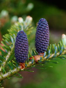 Preview wallpaper needles, cones, branch