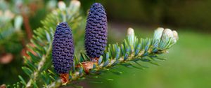 Preview wallpaper needles, cones, branch