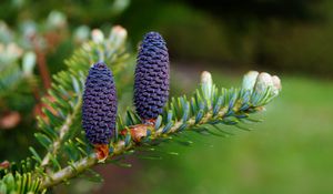 Preview wallpaper needles, cones, branch