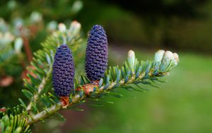 Preview wallpaper needles, cones, branch