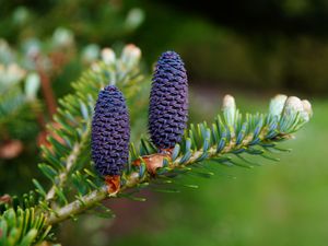 Preview wallpaper needles, cones, branch