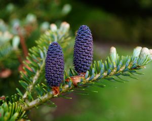 Preview wallpaper needles, cones, branch