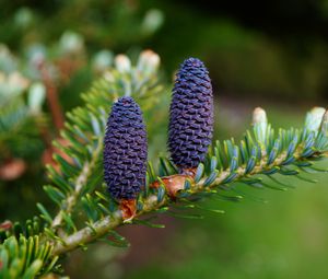 Preview wallpaper needles, cones, branch