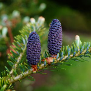 Preview wallpaper needles, cones, branch