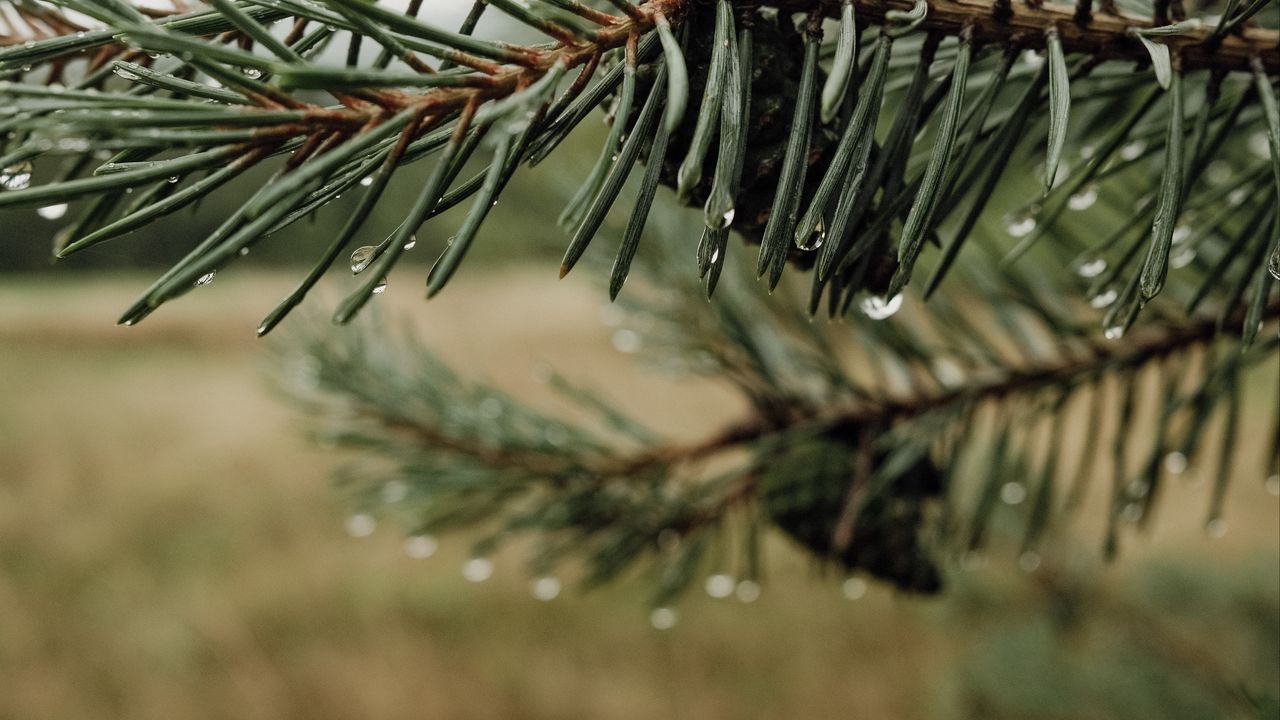 Wallpaper needles, cones, drops, water, macro, blur