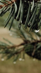 Preview wallpaper needles, cones, drops, water, macro, blur