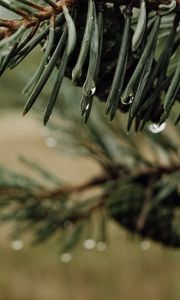 Preview wallpaper needles, cones, drops, water, macro, blur