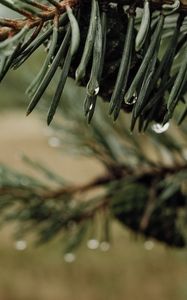 Preview wallpaper needles, cones, drops, water, macro, blur