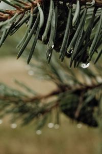 Preview wallpaper needles, cones, drops, water, macro, blur