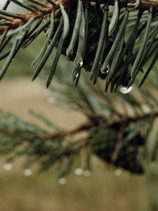 Preview wallpaper needles, cones, drops, water, macro, blur