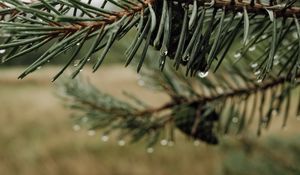 Preview wallpaper needles, cones, drops, water, macro, blur