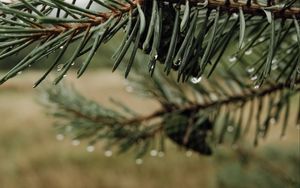 Preview wallpaper needles, cones, drops, water, macro, blur